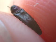 Agrilus pratensis