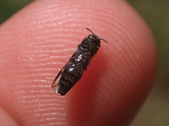 Agrilus pratensis