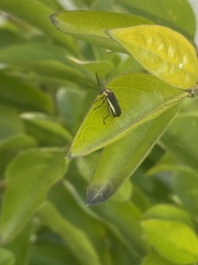 Microdaiphron mendesensis