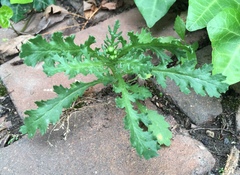 Senecio vulgaris