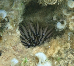 Echinometra mathaei