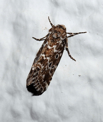 Alvaradoia disjecta