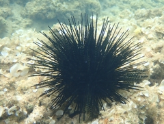 Echinothrix