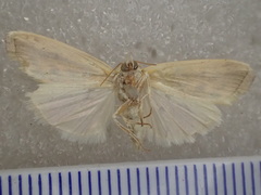 Earias huegeliana