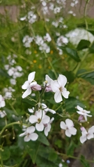 Hesperis matronalis
