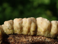 Skeletocutis carneogrisea