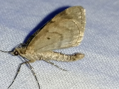 Thera obeliscata