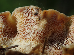 Skeletocutis carneogrisea