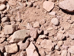 Myrmecocystus melliger