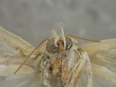 Earias huegeliana