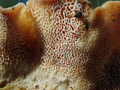 Skeletocutis carneogrisea