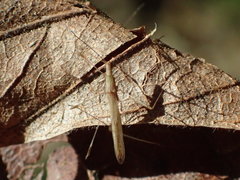 Neoneides muticus