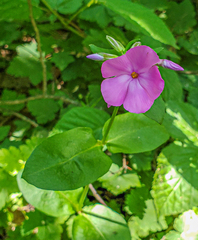 Phlox ovata