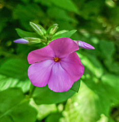 Phlox ovata