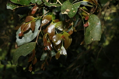 Acacia bakeri
