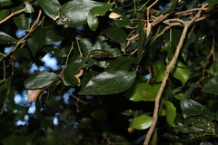 Acacia bakeri