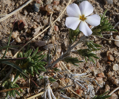 Phlox andicola