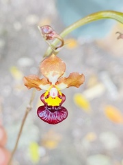 Trichocentrum lindenii