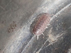 Venezillo microphthalmus