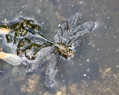 Cordulia shurtleffii