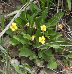 Viola utahensis