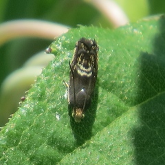 Grapholita interstinctana