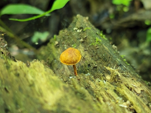 Pleuroflammula subsulphurea