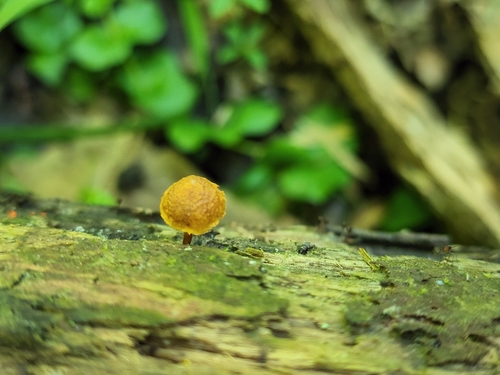 Pleuroflammula subsulphurea (Photo 2 of 4)