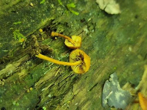 Pleuroflammula subsulphurea (Photo 3 of 4)