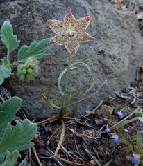 Fritillaria pinetorum