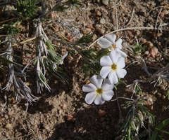 Phlox andicola