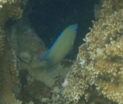 Plectroglyphidodon johnstonianus