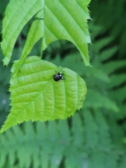 Synolabus bipustulatus