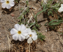 Phlox andicola