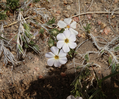 Phlox andicola