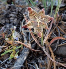 Fritillaria pinetorum