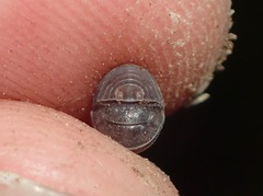 Venezillo microphthalmus