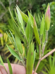Dichanthelium ovale ovale