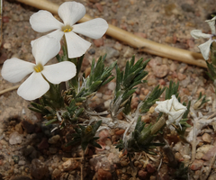 Phlox andicola