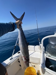 Scomberomorus cavalla