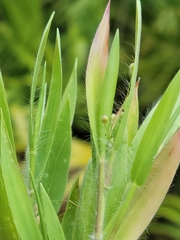 Dichanthelium ovale ovale