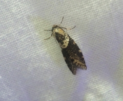 Lepidoscia heliochares