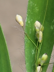Dichanthelium ovale ovale