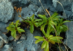 Gentianella angustifolia