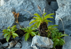 Gentianella angustifolia