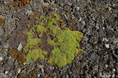 Kelleria croizatii