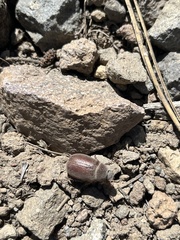 Phyllophaga sequoiana