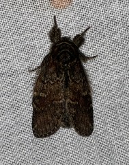 Peridea bordeloni
