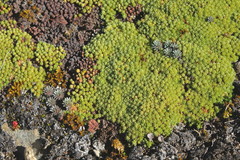 Kelleria croizatii