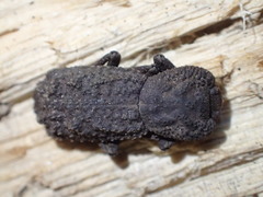 Phloeodes plicatus